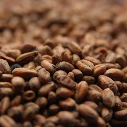 10lb-caramel-wheat-malt-weyermann-carawheat-crystal-caramel-specialty-malt-unmil 10LB CARAMEL WHEAT MALT Weyermann CARAWHEAT Crystal/Caramel Specialty Malt Unmilled MWEY7034