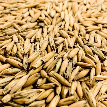 10lb-gambrinus-canadian-honey-malted-oats-unmilled-oatmeal-stout-porter-new-worl 10LB Gambrinus Canadian HONEY MALTED OATS Unmilled for Oatmeal Stout Porter and New World Cream Ale