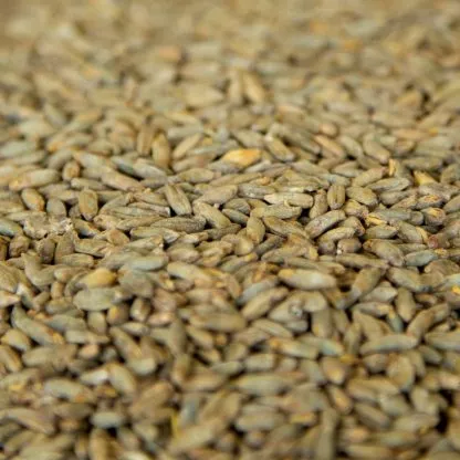 10lb-gambrinus-canadian-rye-malt-whole-grain-uncrushed 10LB Gambrinus Canadian RYE MALT Whole Grain Uncrushed