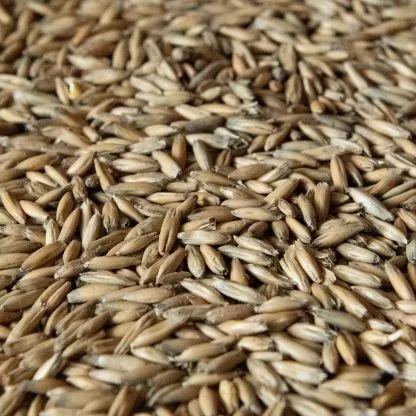 10lb-rahr-malted-oats-unmilled-oatmeal-stout-porter-new-world-cream 10LB Rahr MALTED OATS Unmilled for Oatmeal Stout Porter and New World Cream
